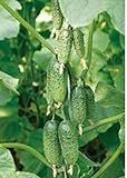 foto Plantree Semi di ortaggi Cetriolo Vlatko F1 Organicamente Cresciuto Ibrido Russo Non OGM, miglior prezzo , bestseller 2024