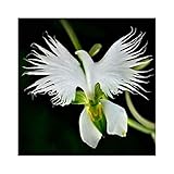 foto Semi di Raduga, AUTFIT Giapponese Egretta Bianca Piante di Orchidee Semi di Fiori per Bonsai, Giardino, Cortile （100pcs）, miglior prezzo EUR 2,59, bestseller 2024