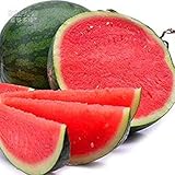 foto Visa Store 2018 Vendita Calda Semi di Melone Rosa Semi-Rosso Semi di Anguria Senza Semi di Anguilla, 20 Semi, Confezione Professionale, 15% Zucchero Contenuto Alto rendimento E4250, miglior prezzo , bestseller 2024