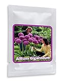 foto Aglio gigante (Allium Giganteum) - 30 semi / pacco - aglio decorativo, grandi dimensioni, miglior prezzo EUR 4,95, bestseller 2024