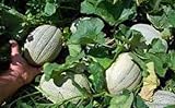 foto Go Garden 'Cantaloupe- Delicious 51 Semi di Melone Verdure 80 – 90 ct (3G) Molto Dolce, miglior prezzo , bestseller 2024