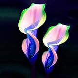 foto Ncient 100 Semi Sementi di Calla Lily 17 Colori Semi di Fiori Rari Piante Bonsai per Orto Giardino Balcone Interni ed Esterni, miglior prezzo EUR 1,39, bestseller 2024