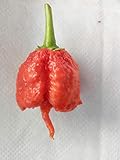 foto SEMI PEPERONCINO CAROLINA REAPER HP22B, miglior prezzo , bestseller 2024