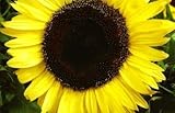 foto Semi di girasole di limone regina - Helianthus annuus, miglior prezzo EUR 3,79, bestseller 2025