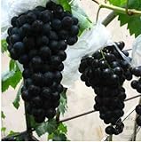 foto Pinkdose 200 Black garden uva rara colorata d'uva frutta bonsai di trasporto, miglior prezzo , bestseller 2024