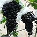 Pinkdose 200 Black garden uva rara colorata d'uva frutta bonsai di trasporto nuovo 2024
