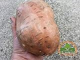 foto Perdita di promozione! semi di patata dolce, Batata Mameya di Prorganics 20pcs, miglior prezzo EUR 10,99, bestseller 2024