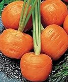 foto SEMI PLAT firm-100pcs / bag parigino semi di carota non OGM Vegetable Seeds cucina Assisted Nutrizione Outdoor Vaso da fiori per il giardino domestico, miglior prezzo EUR 12,99, bestseller 2024