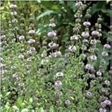 foto Pacchetto di 1.000 semi, Mentuccia Menta Semi (Mentha pulegium), miglior prezzo EUR 10,99, bestseller 2024