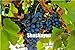 Pinkdose Saldi!Â 100 pz Piante d'uva Nero Uva Albero bonsai Cresce Frutta Bonsai Piante non OGM Cibo commestibile balcone piante da giardino in vaso: 1 nuovo 2024