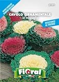 foto Sementi da fiore di qualità in bustina per uso amatoriale (CAVOLO ORNAMENTALE IN MISCUGLIO), miglior prezzo , bestseller 2024
