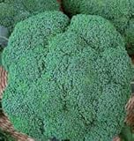 foto CAVOLO BROCCOLO RAMOSO CALABRESE NR.300 SEMI, miglior prezzo EUR 2,00, bestseller 2025