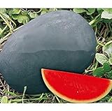 foto SEMI PLAT firm-dolce gigante nero anguria Semi, cocomero senza semi Semi, Giardino Piantare, Cortile Bonsai Frutta - 20 Particelle/Bag, miglior prezzo EUR 12,99, bestseller 2025