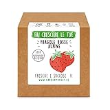 foto Garden Pocket - Fai crescere le tue FRAGOLE ROSSE - Kit di germinazione, miglior prezzo EUR 14,90, bestseller 2024