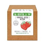 foto Garden Pocket - Fai crescere le tue FRAGOLE ROSSE - Kit di germinazione, miglior prezzo EUR 14,90, bestseller 2024