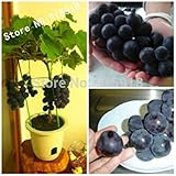 foto PLAT FIRM Germinazione I semi PLATFIRM-Fruit Bonsai Semi 20pcs Molto rari Nano giapponese Kyoho (Vitis labrusca) Deep Purple Tabella semi d'uva!, miglior prezzo EUR 10,98, bestseller 2025