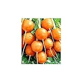 foto Shoopy Star Turno di carota Pariser Markt 4 - Daucus carota - 2550 semi, miglior prezzo , bestseller 2024