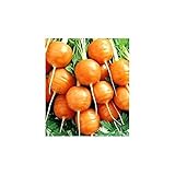 foto Shoopy Star Turno di carota Pariser Markt 4 - Daucus carota - 2550 semi, miglior prezzo , bestseller 2024