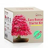 foto Fai crescere il tuo kit di bonsai - Fai crescere facilmente 4 tipi di alberi bonsai con il nostro kit di base completo di semi di bonsai per principianti - kit regalo con semi unici, miglior prezzo EUR 17,99, bestseller 2024