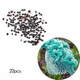 foto SemiRosa 20/30/50 PZ Semi di Fiore Blu Celosia Cockscomb Semi Tropicale Piante Ornamentali per Giardino Bonsai Vasetto Balcone, miglior prezzo EUR 0,69, bestseller 2025