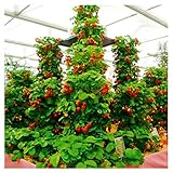 foto 100pcs / confezione gigante di fragola fragola scalare big red piante semi a casa garden, miglior prezzo EUR 1,99, bestseller 2024