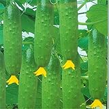 foto Harddo Cetriolo Seeds Green Vegetable Dutch Cucumber Cuke Seeds Mini Frutta, miglior prezzo EUR 1,00, bestseller 2025