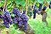 Pinkdose 50 pz/pacco Bonsai uva frutta bonsai albero da frutto in vaso Kyoho piante d'uva per la casa giardino piantare: 10 nuovo 2024