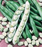 foto Shoopy Star Semi di zucca zucchine Beloplodny Bianco Verdura Organic Heirloom Russia Ucraina, miglior prezzo , bestseller 2024