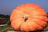 foto Semi di zucca gigante atlantica - Cucurbita maxima - 12 semi - 12 semi, miglior prezzo , bestseller 2024