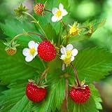 foto Fragaria vesca - Fragola selvatica - Spg - Semi, miglior prezzo EUR 2,00, bestseller 2024