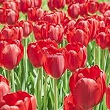 foto Kisshes Giardino - 100 Pezzi Bulbi di tulipano Semi di fiori Bulb Semi di fiori colorati Tulipani Bonsai Hardy Perenne, miglior prezzo EUR 1,99, bestseller 2024