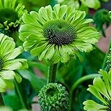 foto SemiRosa 20/30/50 PCS Semi di Girasole da Piantare Verdi Profumati Piante Semi Fiori Giardino Balcone, miglior prezzo EUR 1,99, bestseller 2025