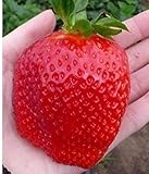 foto 50 Semi FRAGOLA GIGANTE FRAGARIA X ANANASSA + PICCOLA GUIDA COLTIVAZIONE, miglior prezzo EUR 2,49, bestseller 2024