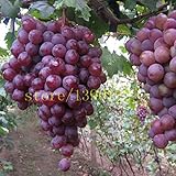 foto Pinkdose 50 pezzi semi d'uva cinesi semi d'uva di frutta a basso costo molto dolce facile crescere i semi della frutta per la semina giardino di casa, miglior prezzo , bestseller 2025