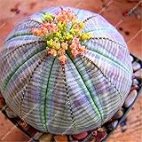 foto Pinkdose 50 pc Rare Piante grasse Arcobaleno Cactus Bonsai Pseudotruncatella Living Stone Rare Piante Catus Succulentas Giardino domestiche: Viola, miglior prezzo , bestseller 2025