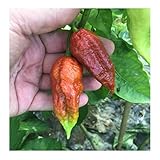 foto 10 Semi Puri Di BROWN BHUTLAH Il Futuro Peperoncino Più Piccante Del Mondo, Più Di 1.800.000 Shu + Piccola Guida Coltivazione Dei Peperoncini Chili Più Piccanti Del Mondo, miglior prezzo EUR 3,90, bestseller 2024