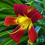 foto Kisshes Giardino - 50 pezzi Lampadine profumate di semi di giglio Profumo - Lilium bulbi di fiori Semi di giglio Semi di fiori hardy perenni, miglior prezzo EUR 2,99, bestseller 2024