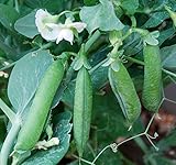 foto Shoopy Star 25 - Semi: 'precoce Frosty' - Semi Garden Pea - cosÃ¬ gustoso !! Grande Giardino pisello.!, miglior prezzo , bestseller 2024