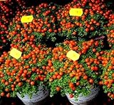 foto Semi di pomodoro ciliegio - Lycopersicon esculentum, miglior prezzo EUR 3,39, bestseller 2024