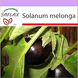 foto PLAT firm-SEMI SAFLAX - Melanzana - 20 semi - Solanum melonga, miglior prezzo EUR 10,64, bestseller 2024
