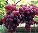 Pinkdose 30seds / bag seme fertilizzante frutto di semi d'uva frutta balcone in vaso 5: 1 nuovo 2024