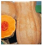 foto 35 C.ca Semi Zucca Butternut Rugosa - Cucurbita moschata In Confezione Originale Prodotto in Italia - Zucche rugose, miglior prezzo EUR 7,40, bestseller 2024