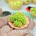 Pinkdose Nuovo Bonsai!Bonsai D'uva in Miniatura, Patio Syrah, Vitis Vinifera, Pianta d'appartamento, 50 PCS/Pack, Bonsai di Frutta, 13BG80 nuovo 2024