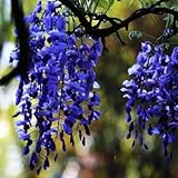 foto Wisteria Glicine vite semi alberelli semi piante da giardino vegetale raffinato di fiori 5 semi, miglior prezzo EUR 2,49, bestseller 2024