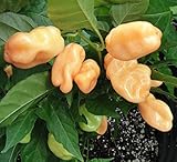 foto HABANERO PEACH (Usa) 10 SEMI peperoncino aroma fruttato color pesca, miglior prezzo EUR 4,90, bestseller 2025