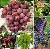 foto Pinkdose 50 Bulk Giardino d'uva bonsai Vitis Vinifera Delicious Fresh Fruit -Mixed bonsai - U. K, miglior prezzo , bestseller 2024