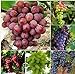 Pinkdose 50 Bulk Giardino d'uva bonsai Vitis Vinifera Delicious Fresh Fruit -Mixed bonsai - U. K nuovo 2024