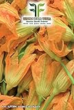 foto 40 C.ca Semi Zucchino da fiori - Cucurbita Pepo In Confezione Originale Prodotto in Italia - Zucchine da fiore, miglior prezzo EUR 7,40, bestseller 2024