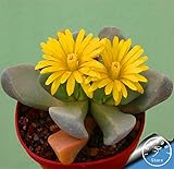 foto Pinkdose Grande Vendita! 100garden / Pack Migliore Rara Bonsai Fiore di Cactus, Forma Gigante, Il Calore tolleranti succulente Pianta perenne De Flores, P2LD7W, miglior prezzo , bestseller 2024