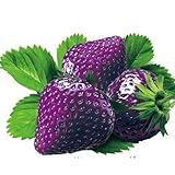 foto Ncient 50/100 Semi Sementi di Fragola Multicolore Strawberry Semi di Frutta Fiori Rari Profumati Fiori Piante per Orto Giardino Balcone Interni ed Esterni, miglior prezzo EUR 2,99, bestseller 2024